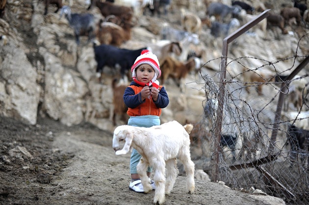 bedouin child and sheep